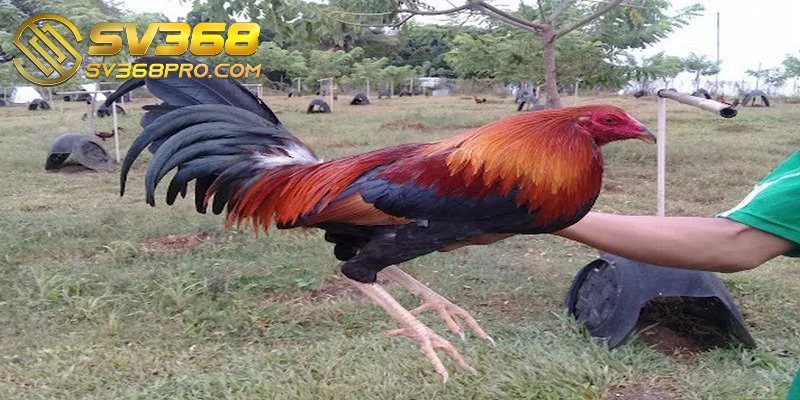Gà Asil Kelso cũng là một cái tên quen thuộc trong cộng đồng yêu gà chiến