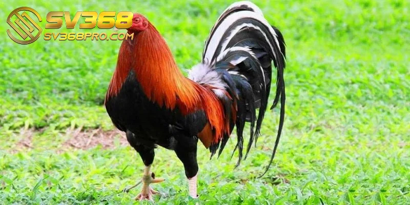 Gà Kelso là một trong những giống gà chiến nổi tiếng